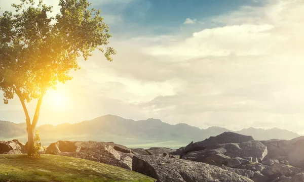 Imagen de árbol y paisaje —  Fotos de Stock