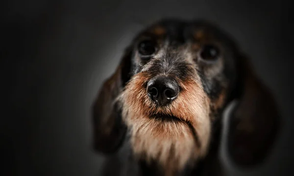 Ritratto di cane su sfondo scuro — Foto Stock