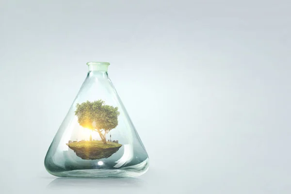 Tree growing inside clear glass bottle — Stock Photo, Image