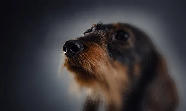 Retrato de perro sobre fondo oscuro — Foto de Stock