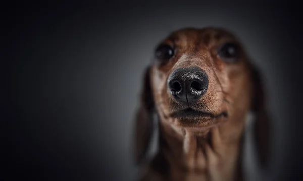 Porträtt av hund på en mörk bakgrund — Stockfoto