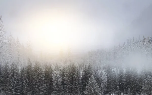 Winter in the forrest . Mixed media — Stock Photo, Image
