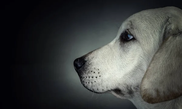 Портрет собаки на тёмном фоне — стоковое фото
