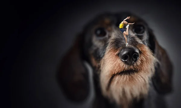 Little girl on dog nose — Stock Photo, Image
