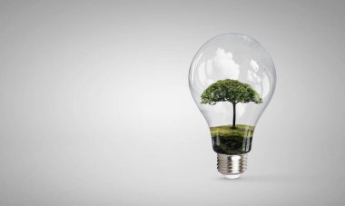 Ampulün içinde büyüyen ağaç