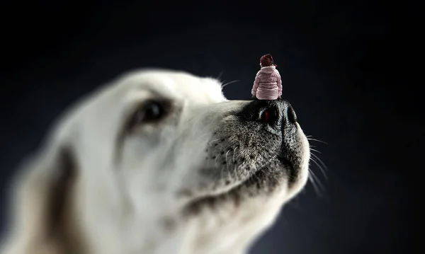 Little girl on dog nose — Stock Photo, Image