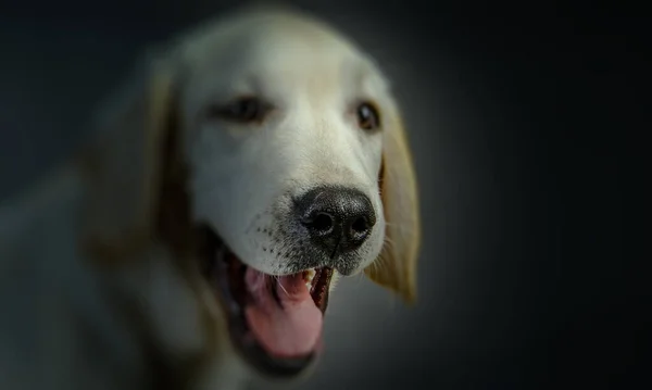Portrait of dog on a dark background — Stock Photo, Image