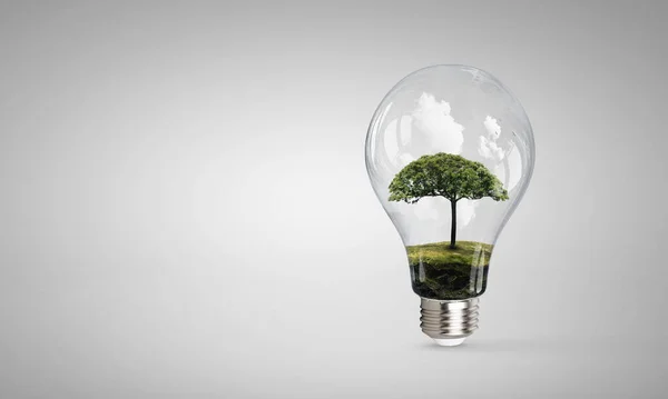 Tree growing inside light bulb — Stock Photo, Image