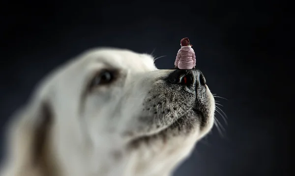 Ragazzina sul naso del cane — Foto Stock