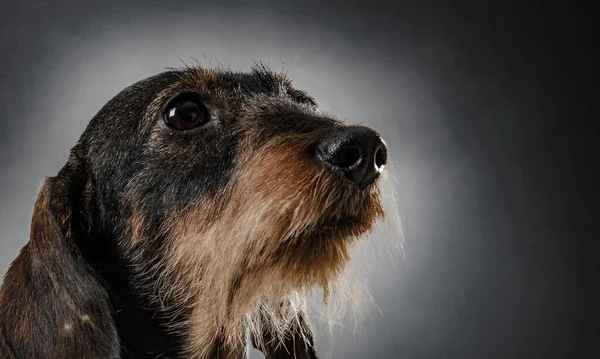 Портрет Милой Собаки Тёмном Фоне — стоковое фото
