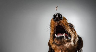 Küçük kız ve dev köpek. Karışık ortam