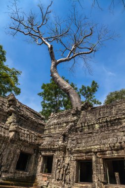 Tapınağın içinde dev ağaçları ile ta prohm Kamboçya'da manzara