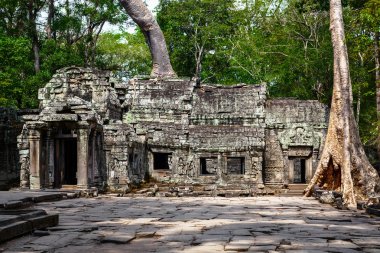 Tapınağın içinde dev ağaçları ile ta prohm Kamboçya'da manzara