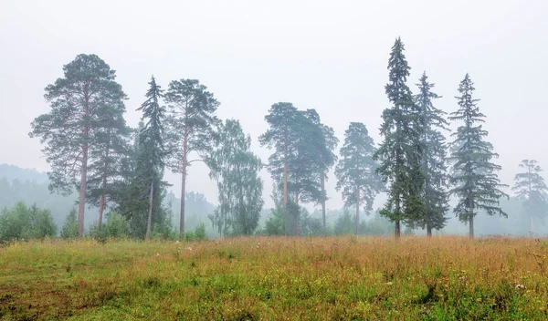 Träd i dimman — Stockfoto