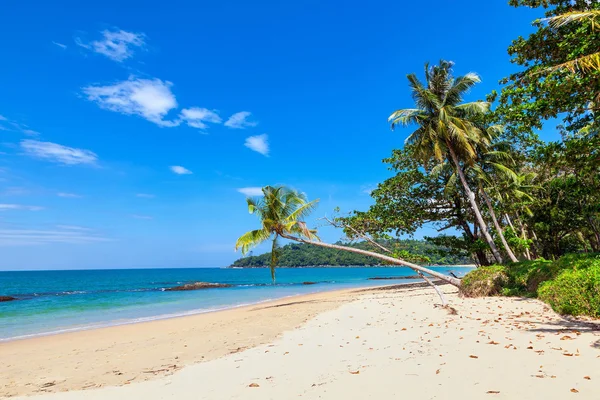 Tropical Landscape — Stock Photo, Image