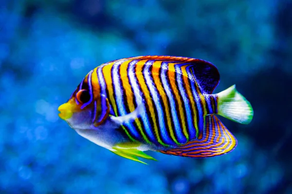 Pesce angelo . — Foto Stock