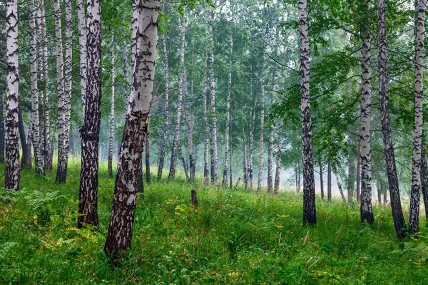 Björkdunge — Stockfoto