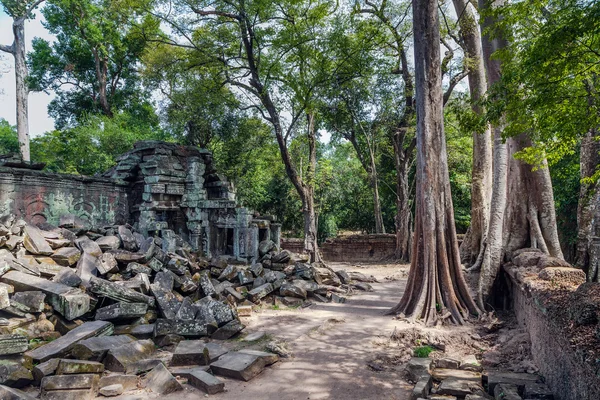 Obří stromy v ta prohm chrám v Kambodži — Stock fotografie