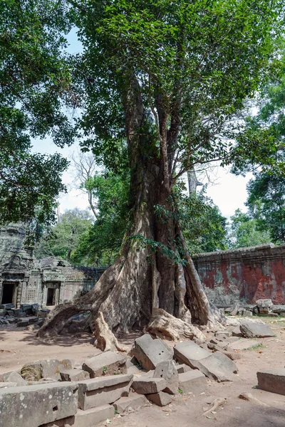 Obří stromy v ta prohm chrám v Kambodži — Stock fotografie