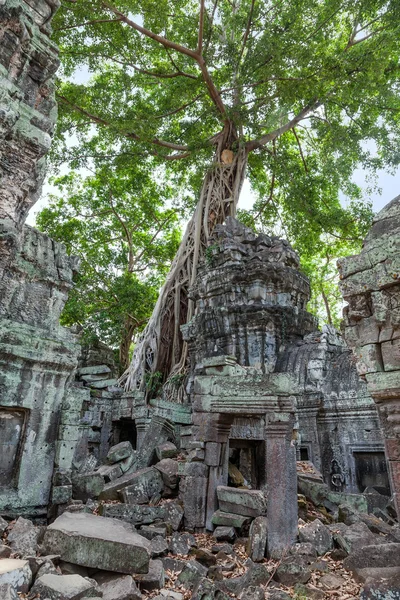 Ruiny ta prohm świątyni w Kambodży — Zdjęcie stockowe