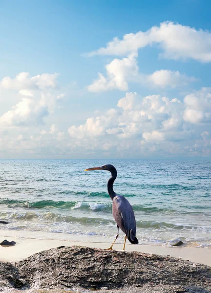 Garza y mar amanecer — Foto de Stock