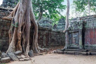 The ruins of Ta Prohm Temple in Cambodia