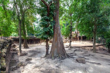 The ruins of Ta Prohm Temple in Cambodia
