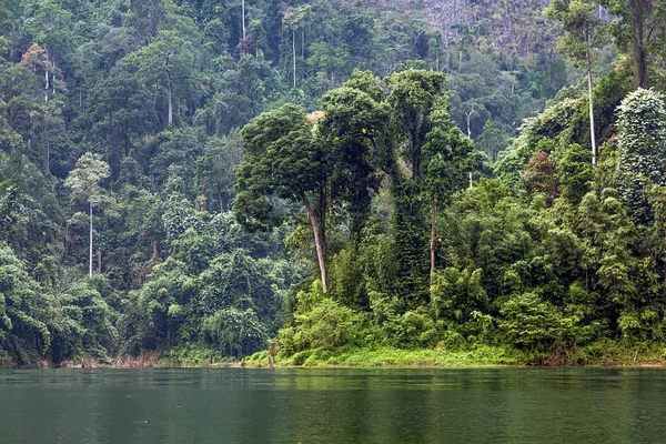 Foresta pluviale tropicale — Foto Stock