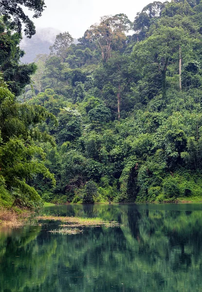 Forêt tropicale — Photo