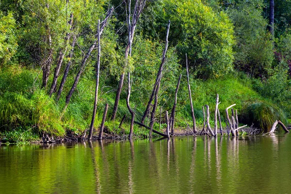 Сухие мертвые деревья на берегу реки — стоковое фото
