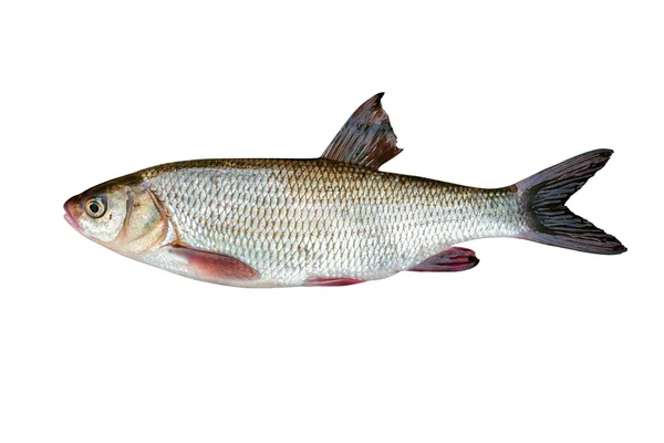 Freshwater fish ide — Stock Photo, Image