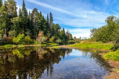 Orman gölü olan güzel bir yaz manzarası