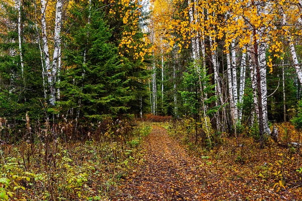 Otoño en Siberia — Foto de Stock