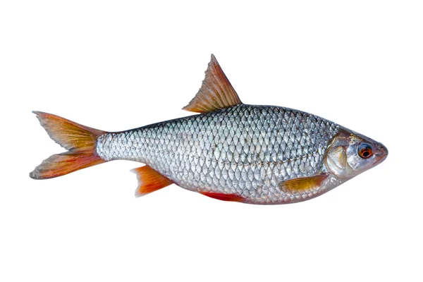 Färsk fisk — Stockfoto