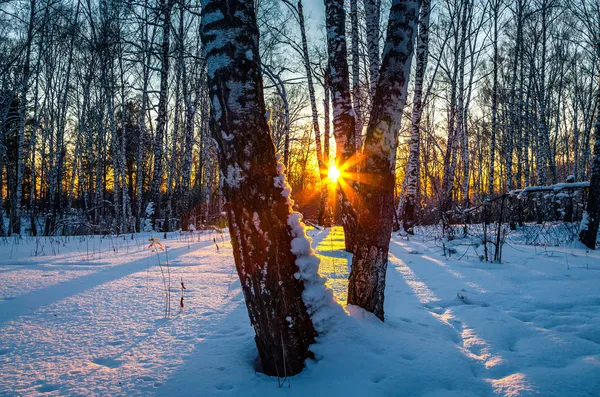 Pôr do sol na floresta de inverno — Fotografia de Stock
