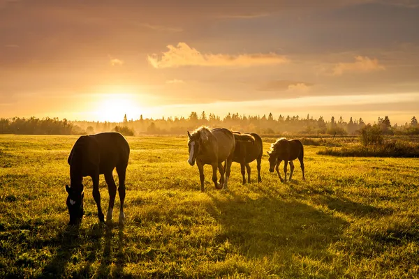 夕暮れ時に牧草地に放牧馬と農村風景 — ストック写真