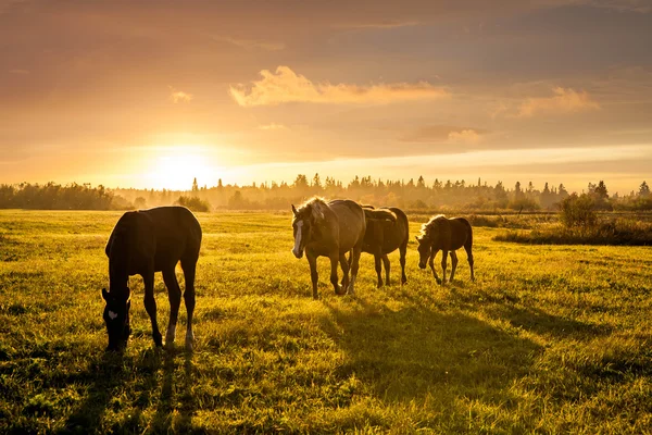 夕暮れ時に牧草地に放牧馬と農村風景 — ストック写真