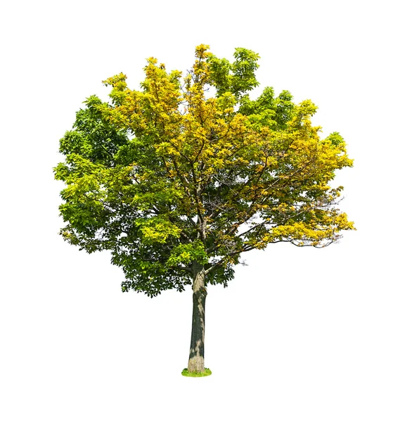Beyaz arka plan üzerinde izole yapraklı ıhlamur ağacı — Stok fotoğraf