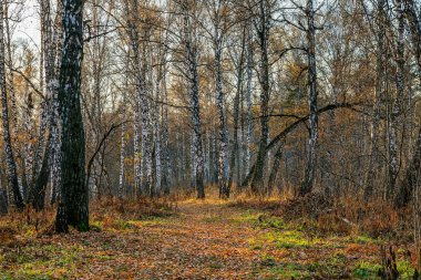 Günbatımında sonbahar ormanı