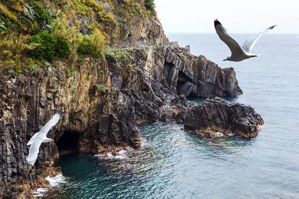 Seagulls and sea. — Stock Photo, Image