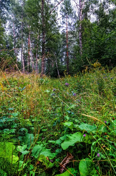 Grönskande sommaren vegetationen — Stockfoto