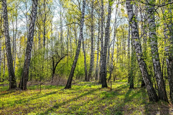 Güneşli bir bahar yatay, huş ağacı orman. — Stok fotoğraf