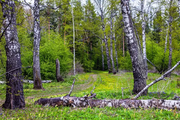 Lente landschap met bos. — Stockfoto