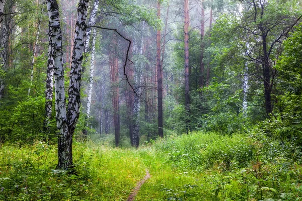 Dimma i skogen — Stockfoto