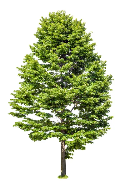 Φυλλοβόλο δέντρο linden απομονώνονται σε λευκό φόντο — Φωτογραφία Αρχείου