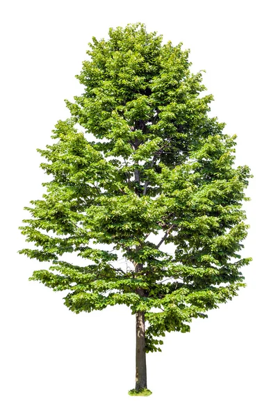 Tilleul d'arbre à feuilles caduques isolé sur fond blanc — Photo