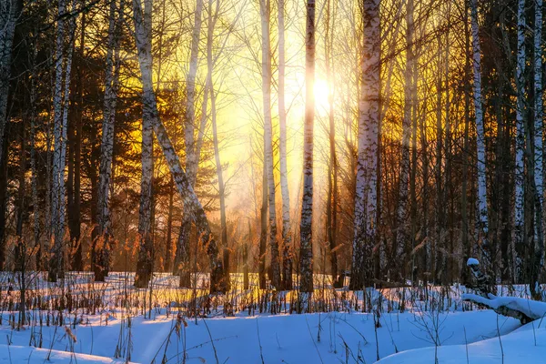 Puesta de sol en bosque de invierno —  Fotos de Stock