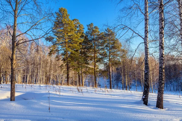 's avonds in het winter forest — Stockfoto