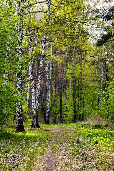Spring Forest. — Stock Photo, Image