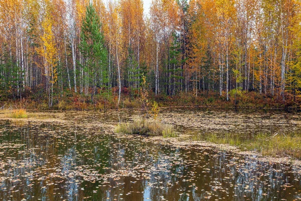 Осінній пейзаж. Лісове озеро. — стокове фото